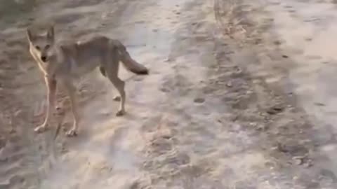 Dad Saves Son From Coyote