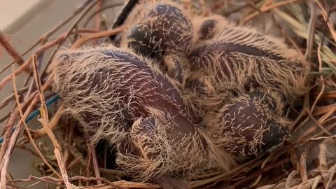 Close up on Chicks in Nest.