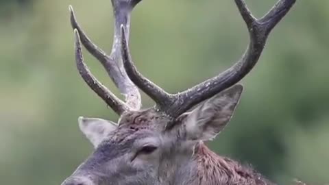 A deer with long antlers