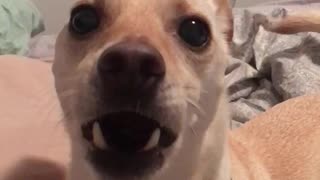 Dog barking at camera