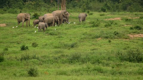 Elephants Animal