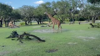 Animal kingdom giraffes