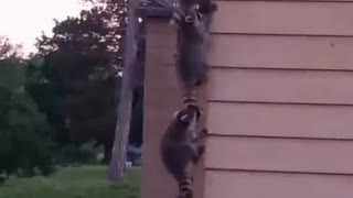 Racoon Family Forms an Orderly Line to Climb House