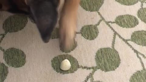 German shepherd hesitant to eat banana on carpet