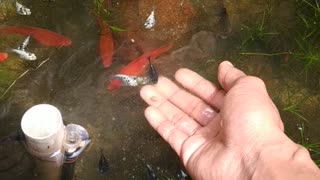 fresh water fish from Indonesia (betta fish) ornamental betta