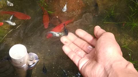 fresh water fish from Indonesia (betta fish) ornamental betta