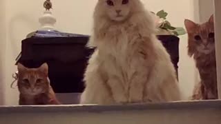 Cats Send Judging Stares To Owner Coming Home