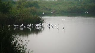 Birds Flying Video 06