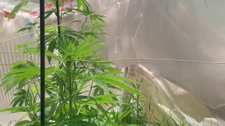 Dhp greenhouse2022 channel 6-18-2022 marijuana grow