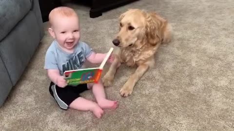 The dog was created specially for children _ Cute Dogs Babysitting Babies