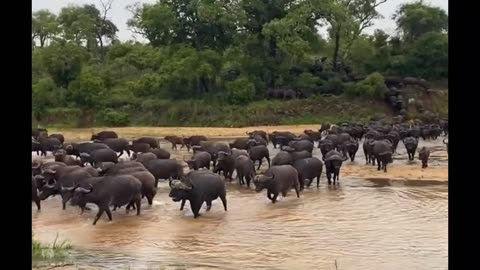 Massive Herd of Buffalo Crossing the River