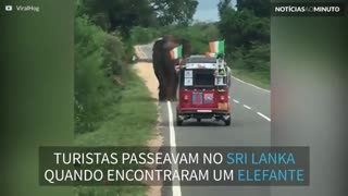 Elefante derruba carrinho turístico em busca de comida
