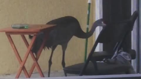 Sandhill crane comes right to front door for food
