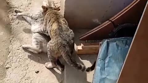 Cat vs Cat Fight 😱😱😱