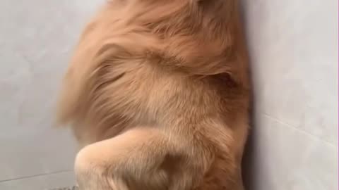 Funniest Cats Dogs 😹 #Funny Animals 😂🙉🤩 TRY Not to Laugh! #shortsvideo #foryou #2023