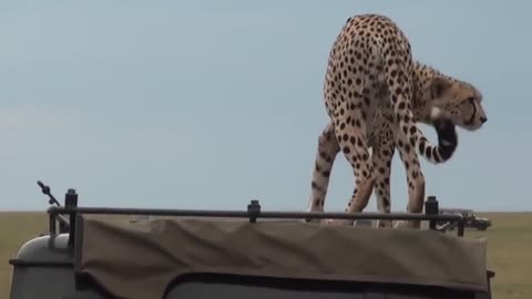 LION AND RHINO ELEPHANT ATTACK MOMENT AND TOURISTS MUST WATCH