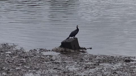 Cormorant By A River In Great Britain.