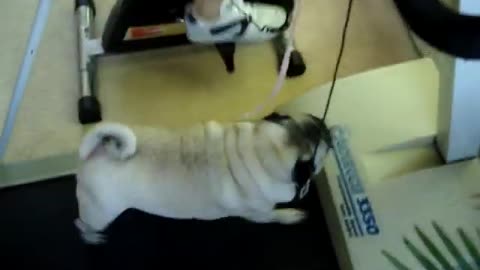Cute Pug is Doing Exercise | Pug Treadmill