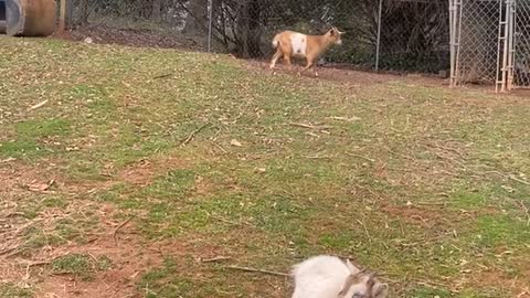 Pet Goat Rolls Over and Plays Dead