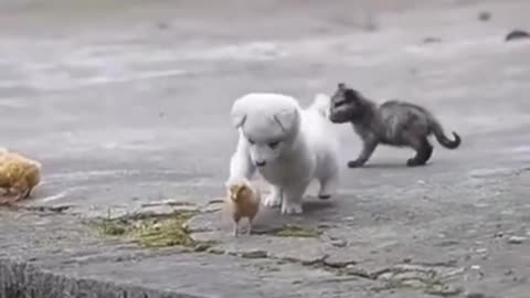 Cute Puppy Playing with Chickens :)