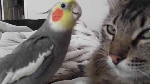 Cockatiel Elegantly Sings A Lullaby and Talks to Unamused Cat