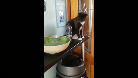 Animal 2021 Funny videos of Animal 2021 part 3