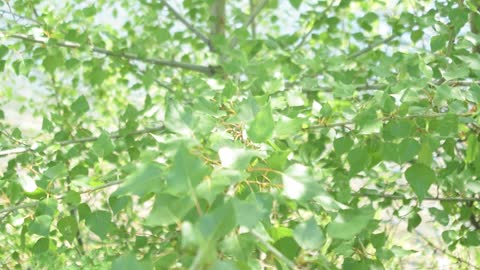 Green foliage