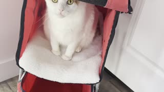 Kitty Begs to Go Walking in His Stroller