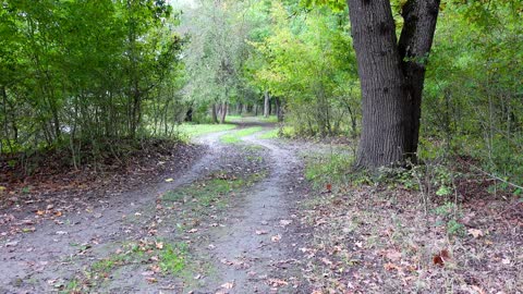 Autumn Forest Walk Nature Video with Nature Sounds and Birds Singing