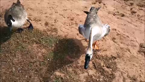 Geese Rush To Be Fed (Lily & Maui) ❤