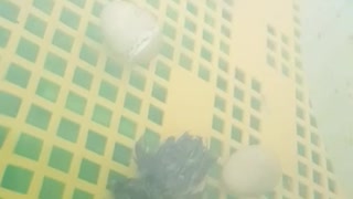 Gamble's quail eggs hatch in the incubator, the last moments of the chick's exit from the egg