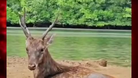 Watch Komodo Dragon 🐉 attack on deer 🦌