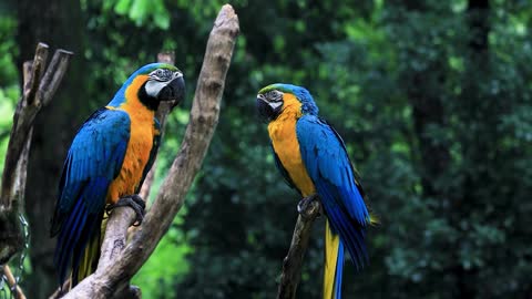 a bunch of beautiful parrot couples look at the branch