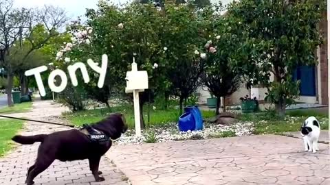 Funny dog videos 2022 || dogs video ||