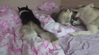 Husky is dancing on the bed