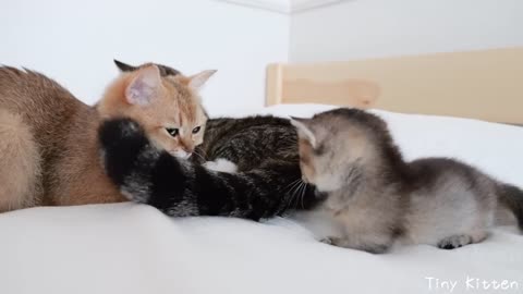 Daddy cat plays with a kitten on his tail