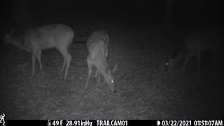 3 Deer (Does) Part 4, 3-22-21