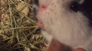 Guinea pig raises neck to be tickled by owner