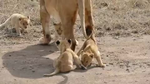 Lion funny video