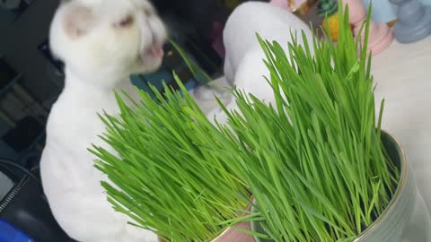 Feed Cat Grass