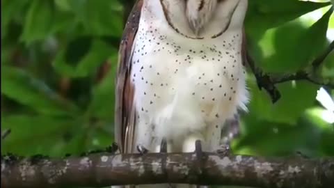 Beautiful owl