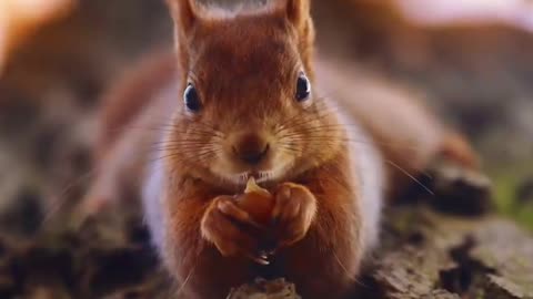 This squirrel knows how to pose