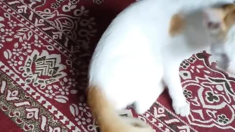 Cute Cat Video #pets #viral #shorts #cats
