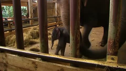Baby elephant joins Berlin's zoo