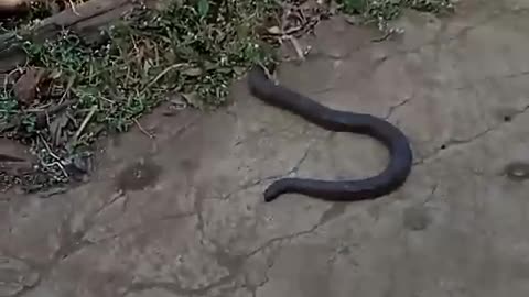 🙏#snake #shorts #video 👌🔥🤣💯
