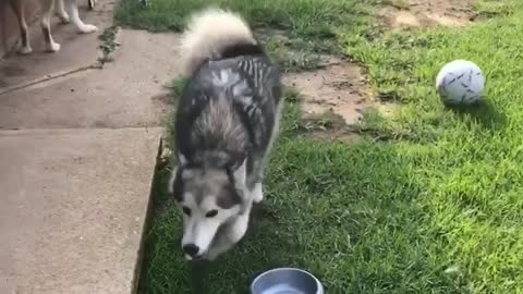 Sassy dog hilariously reacts to a ball being kicked at her