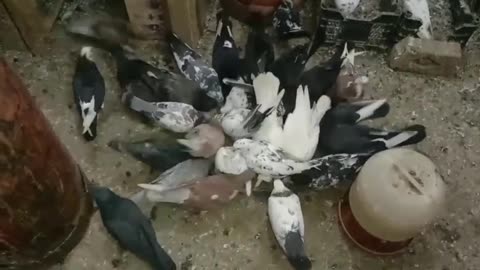 Mixed parvazi pigeon best flying beautiful