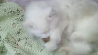 Big Male White Cat Plays With Balls Like A Baby