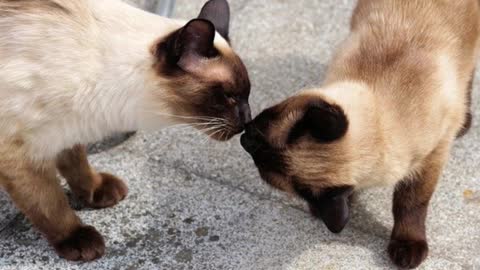 Siamese cat