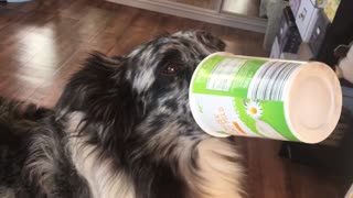 Funny Australian Shepherd licks out yoghurt cup